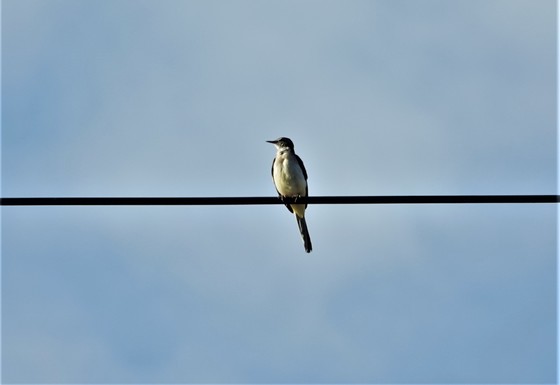 上の写真をトリミングしました